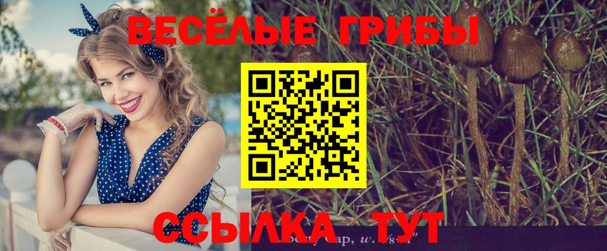 Галлюциногенные грибы Cubensis  Псилоцибиновые грибы Cubensis  Елец  Вход с VPN 